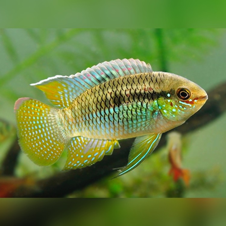 Laetacara curviceps Blunthead (Thayer's Cichlid) - imagine 3